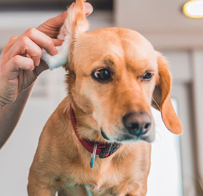 Keep Your Pet’s Ears Clean and Healthy