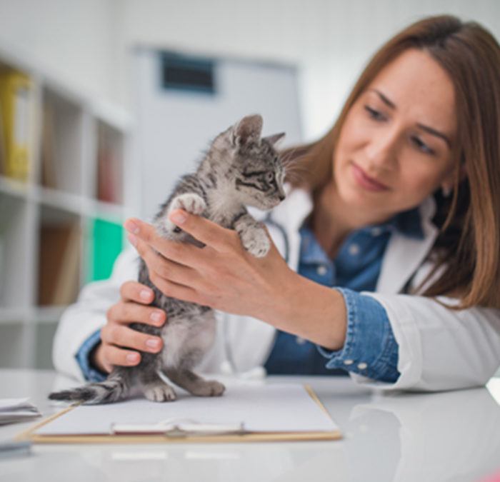 Keep Your Pet Healthy and Happy with an Annual Physical Exam