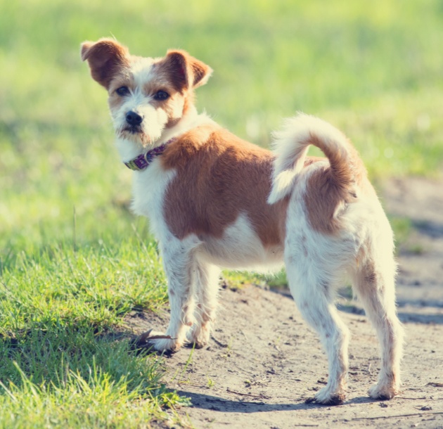 Warm weather means more outdoor fun… and more fleas & ticks