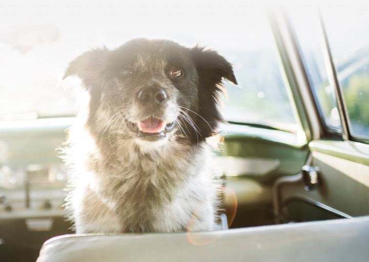 dogincar@2x