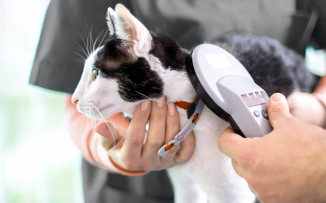 Turn Lost Into Found with a Microchip Pet ID
