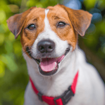 Tractor supply co outlet dog shots