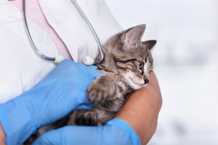 Female vet holding a small kitten in her arms