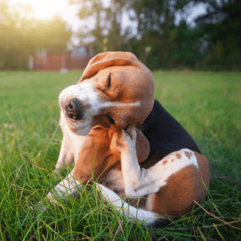Spring Allergies in Pets: Symptoms, Relief, and Ways to Improve Quality of Life
